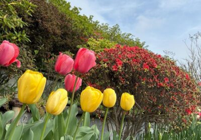 チューリップ