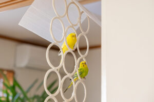 中嶋税理士が飼っているインコ